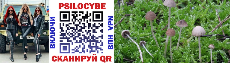 hydra вход закладки Межгорье Псилоцибиновые грибы мицелий